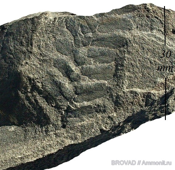 Neuropteris rarinervis, Pteridospermae, cormophyta