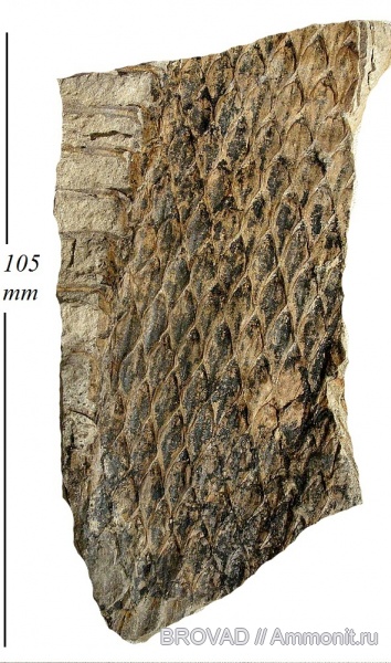 Lepidodendron aculeatum, Lycopsida, cormophyta, lepidodendrales