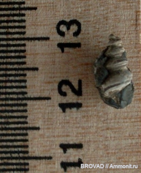 Goniasma, Gastropoda, mollusca