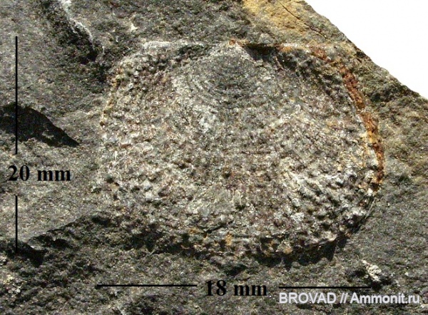 brachiopoda, Productus