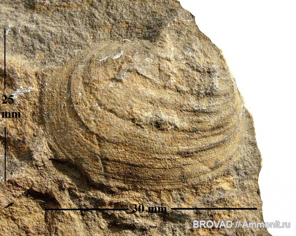 bivalvia, mollusca, Nuculopsis girtyi