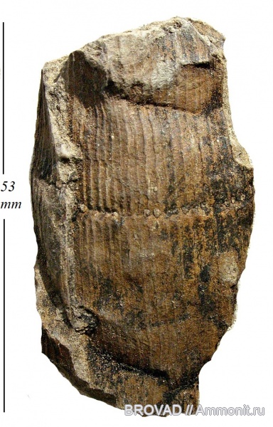 Sphenopsida, cormophyta, equisetales, Calamites Cistii