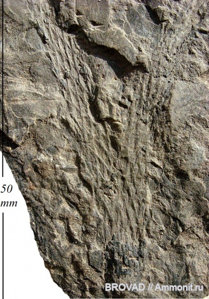 Lycopsida, lepidodendrales, lepidodendron rimosum