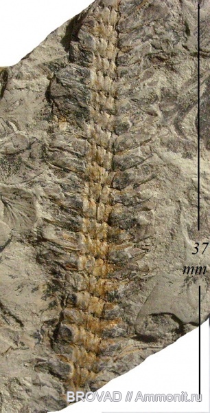 Lycopsida, cormophyta, lepidodendrales, Sigillariostrobus sp
