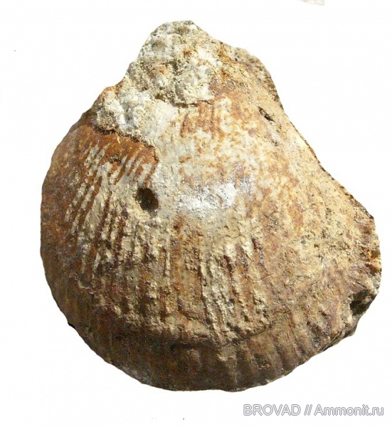 ichnofossils, Oichnus simplex, Oichnus