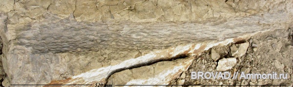 Stigmaria ficoides, cormophyta, Lucopsida