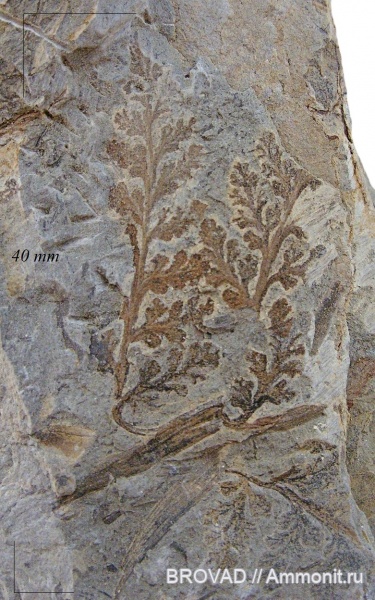 Pteridospermae, Gymnospermae, cormophyta, Palmatopteris spiniformis