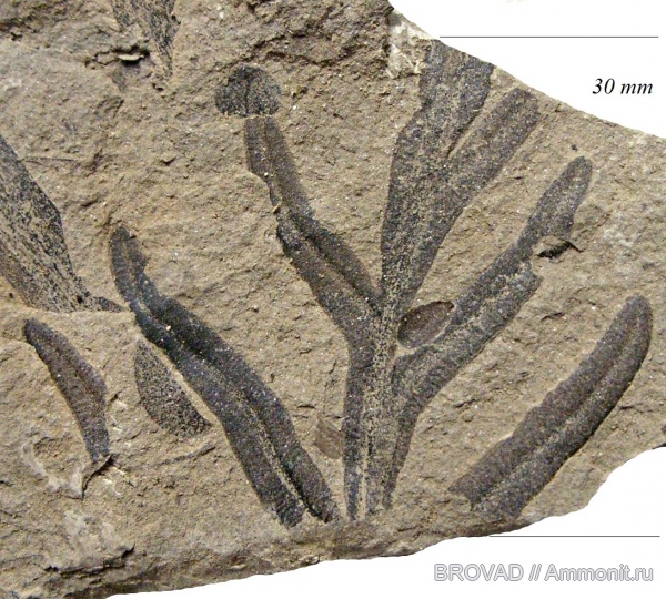 Alethopteris decurrens, Pteridospermae, Gymnospermae, cormophyta