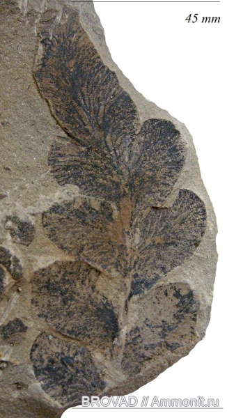 Pteridospermae, Gymnospermae, cormophyta, Neuropteris obliqua