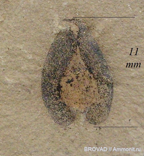 Gymnospermae, cormophyta, cordaitales, Samaropsis emarginata