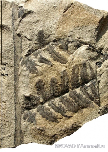 cormophyta, filicinae, Asterotheca Miltonii