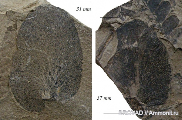 Pteridospermae, Gymnospermae, cormophyta, Odontopteris sp