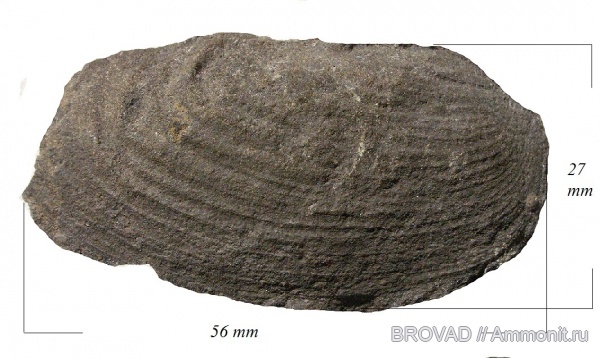 bivalvia, mollusca, Edmondia suclata