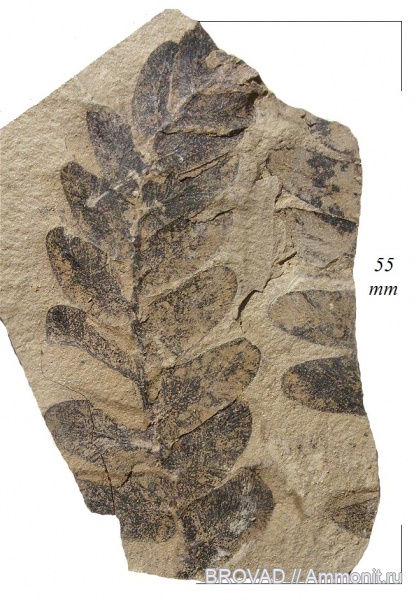 Neuropteris gigantea, Pteridospermae, Gymnospermae, cormophyta