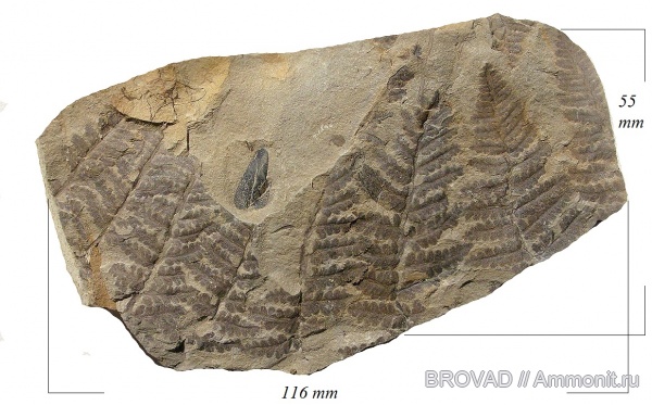 cormophyta, filicinae, Asterotheca Miltonii