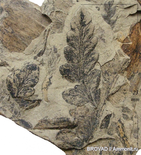 Mariopteris muricata, Pteridospermae, Gymnospermae, cormophyta