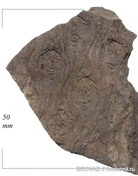 Lepidodendron aculeatum, Lycopsida, cormophyta, lepidodendrales