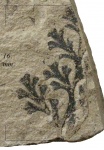 Palmatopteris furcata (Brongn.) Pot.