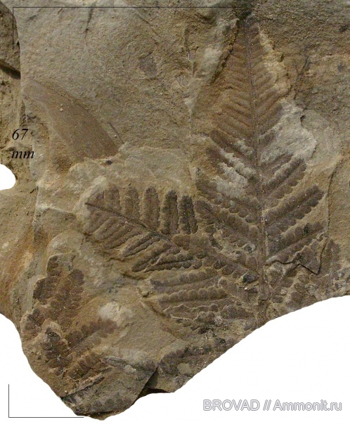 cormophyta, Asterotheca Miltonii, Filicales