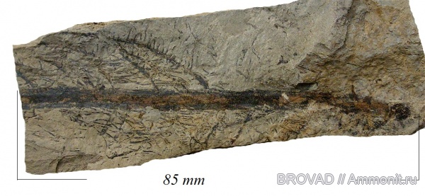 Sphenopsida, cormophyta, equisetales, Radicites capillacea