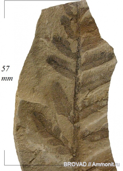Neuropteris tenuifolia, Pteridospermae, Gymnospermae, cormophyta