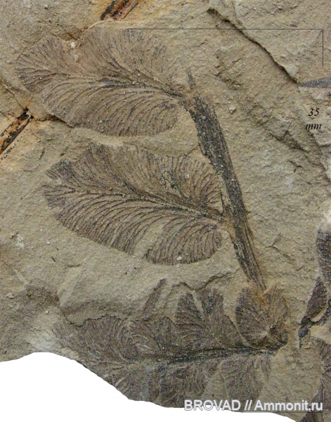 Pteridospermae, Gymnospermae, cormophyta, Neuropteris obliqua