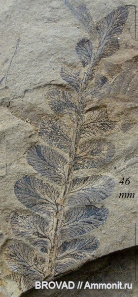 Pteridospermae, Gymnospermae, cormophyta, Neuropteris obliqua