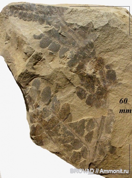 Neuropteris heterophylla, Pteridospermae, Gymnospermae, cormophyta