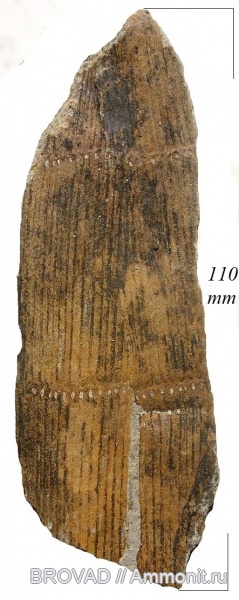 Sphenopsida, cormophyta, Calamitaceae, equisetales, Calamites Cistii