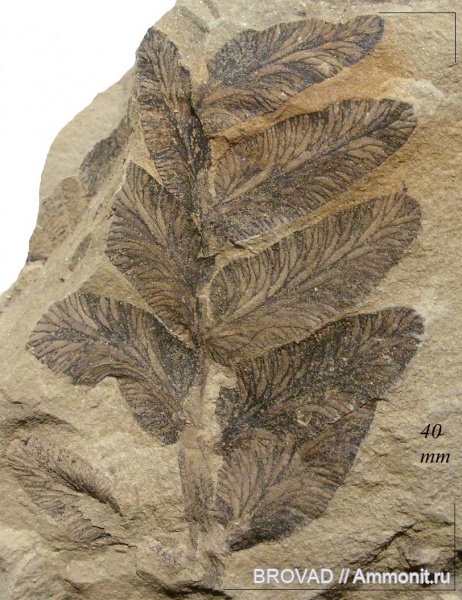 Neuropteris tenuifolia, Pteridospermae, Gymnospermae, cormophyta