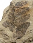 Neuropteris tenuifolia (Schloth.) Brongn.
