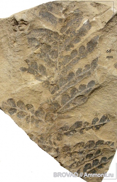 Neuropteris tenuifolia, Pteridospermae, Gymnospermae, cormophyta