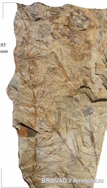 Sphenopsida, cormophyta, equisetales, Asterophyllites equisetiformis