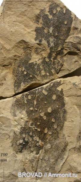 Bothrodendron punctatum, Lycopsida, cormophyta, Bothrodendreceae