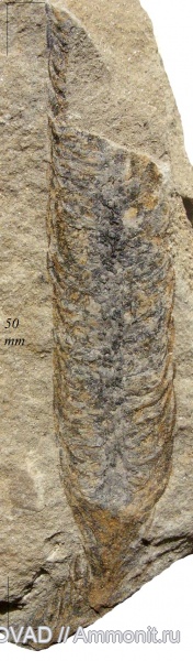 Lycopsida, cormophyta, lepidodendrales, lepidostrobus variabilis