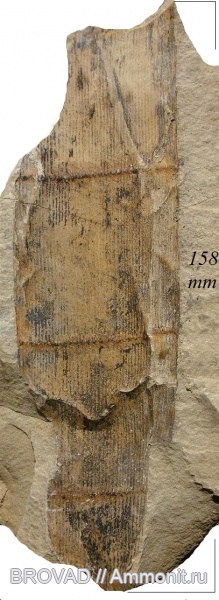 Sphenopsida, cormophyta, Calamitaceae, equisetales, Calamites Cistii