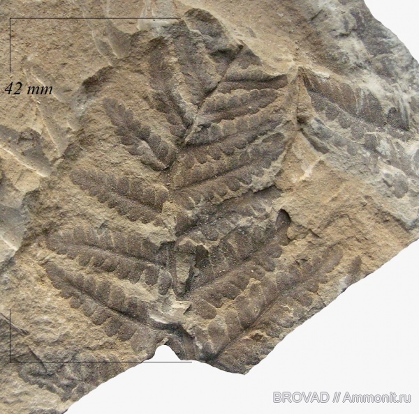 cormophyta, filicinae, Asterotheca Miltonii