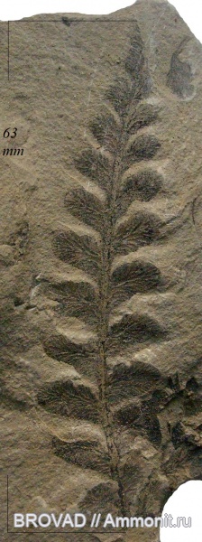 Pteridospermae, Gymnospermae, cormophyta, Neuropteris obliqua