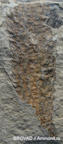 Lycopsida, cormophyta, lepidodendrales, Lepidostrobus Kidstonii