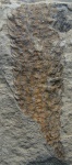 Lepidostrobus Kidstonii Zales.