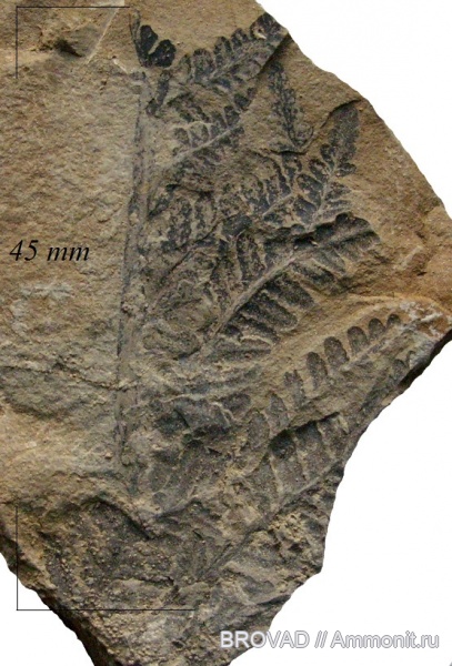 Asterotheca, cormophyta, filicinae, Asterotheca sp