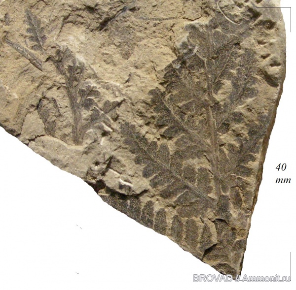 cormophyta, filicinae, Asterotheca Miltonii