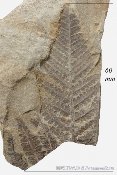 cormophyta, filicinae, Asterotheca Miltonii