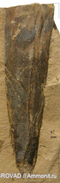 Gymnospermae, cormophyta, cordaitales, Cordaites principalis