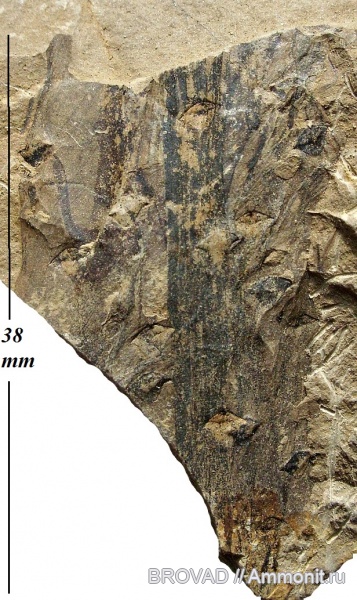 cormophyta, Lucopsida, Asolanus comptotaenia