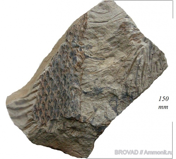 Lepidodendron aculeatum, Lycopsida, cormophyta, lepidodendrales