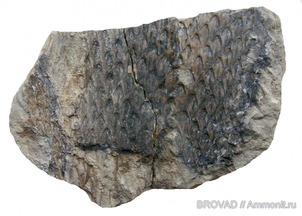 Lepidodendron aculeatum, cormophyta