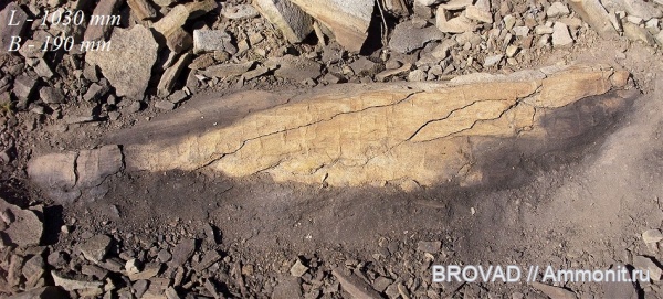 cormophyta, cordaitales