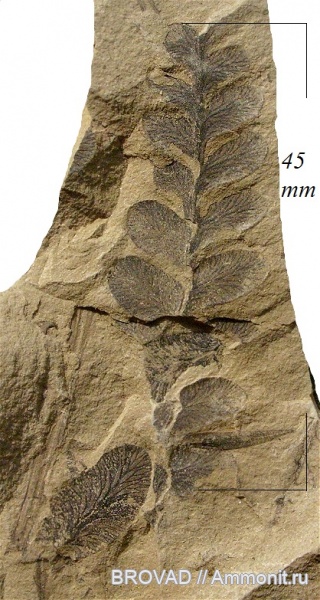 Pteridospermae, Gymnospermae, cormophyta, Neuropteris obliqua