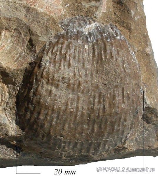 brachiopoda, Articulata, Buxtonia scabricula